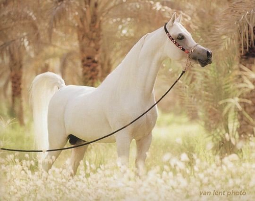 Sexy horse!