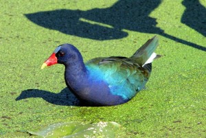 purplegallinule